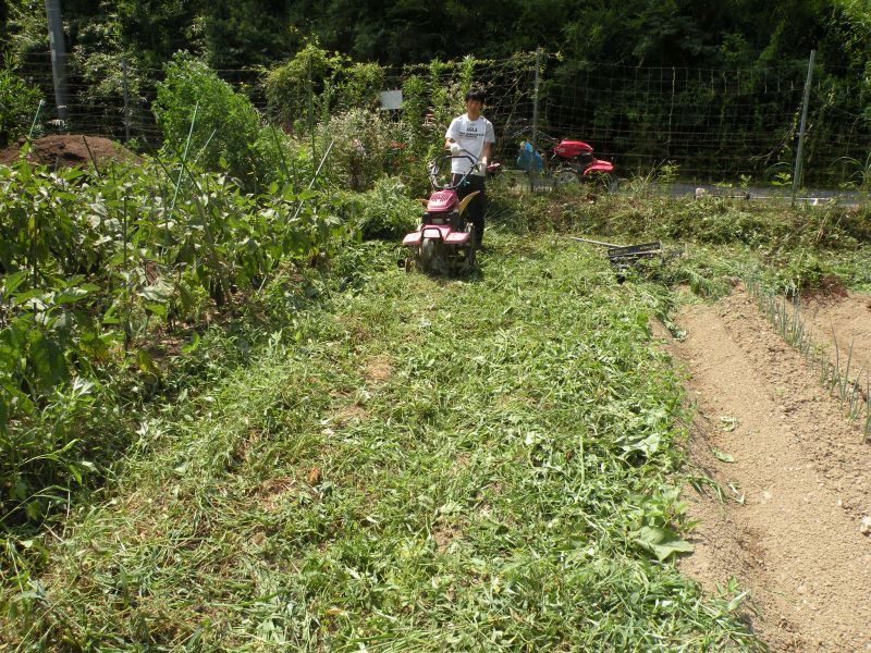 草が生えた圃場02