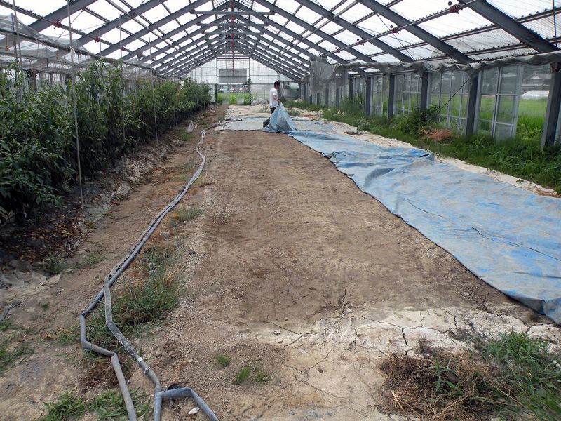 ハウス内で堅く締まった圃場01